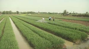VIDEO: Hiệu quả liên kết trong sản xuất nông nghiệp